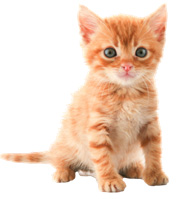 Don't Kick the Kitty!